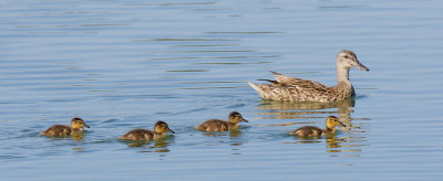 Mallards, female with chicks