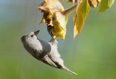 Oak Titmouse, feeding on sunflower