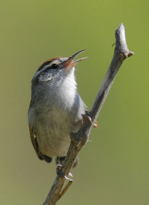 Bewick's Wren