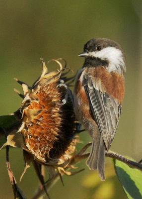 Chestnut-backed Chickadee, feeding on sunflower