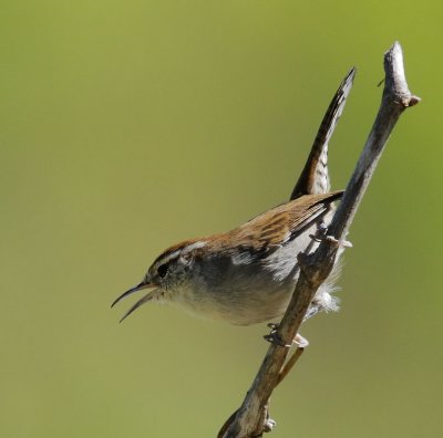 Bewick's Wren