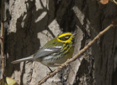 Townsend's Warbler, male
