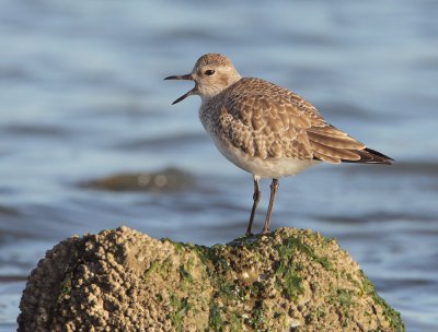 Black-bellied Plover