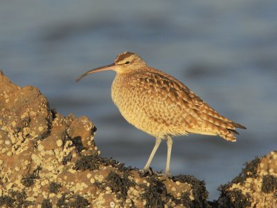 Whimbrel