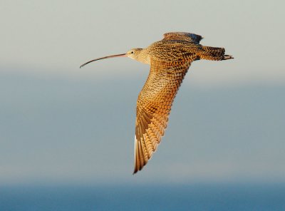 Long-billed Curlew