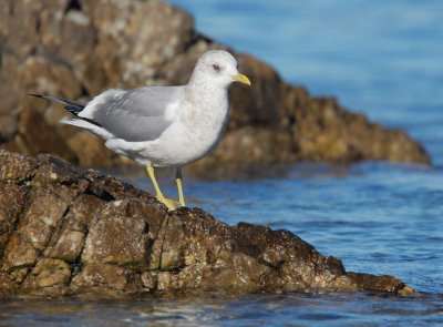 Mew Gull