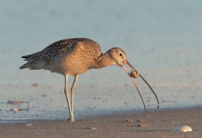 Long-billed Curlew, with mole crab