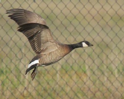 Cackling Goose, minima