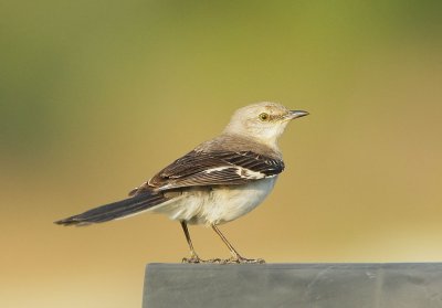 Northern Mockingbird