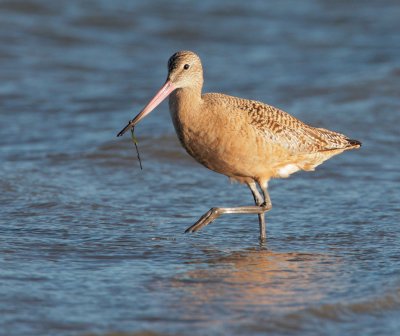 Marbled Godwit, first-winter, sunset