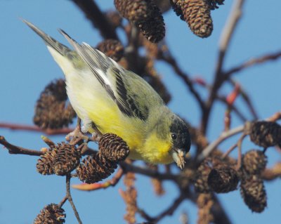 Lesser Goldfinch, male