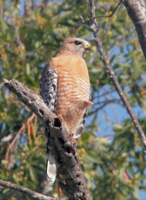 Red-shouldered Hawk