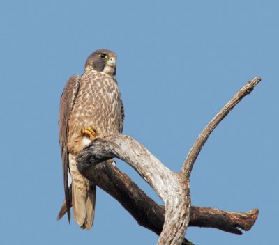 Peregrine Falcon, juvenile