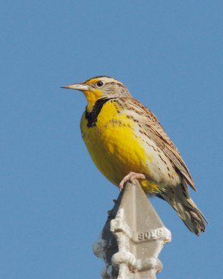 Western Meadowlark, singing male on lamppost