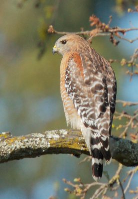 Red-shouldered Hawk