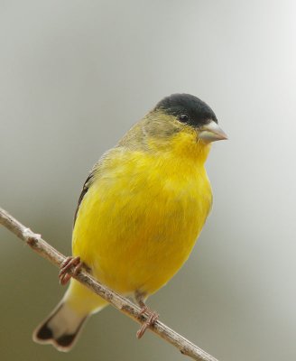 Lesser Goldfinch, male