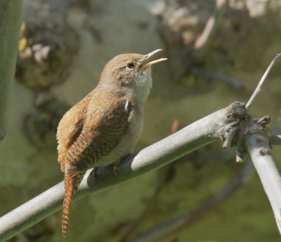House Wren, singing