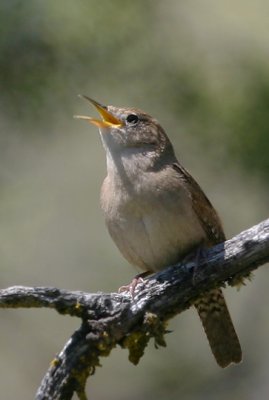 House Wren, singing male