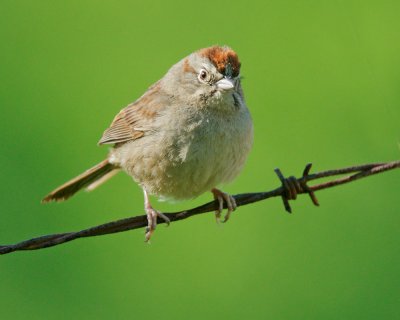 Rufous-crowned Sparrow, singing male