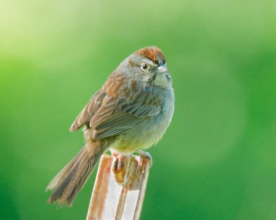 Rufous-crowned Sparrow, singing male