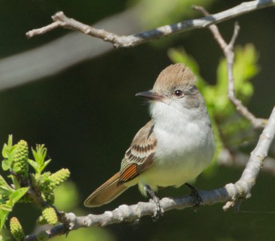 Ash-throated Flycatcher, singing male