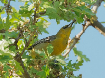 Hooded Oriole, female