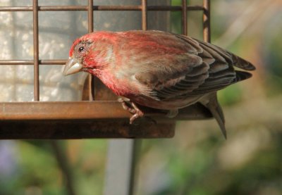 Purple Finch, male, with conjunctivitis