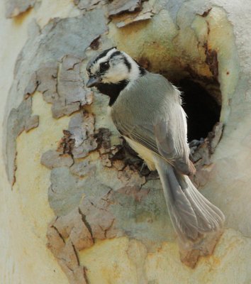 Bridled Titmouse at nest