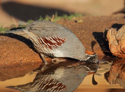 Gambel's Quail, male