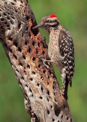 Ladder-backed Woodpecker, male
