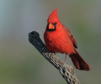 Cardinals, Grosbeaks, etc