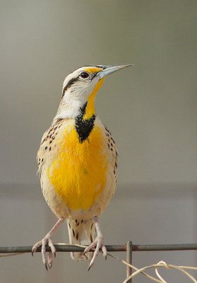 Eastern Meadowlark, Lilian's