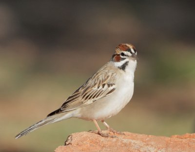 Lark Sparrow