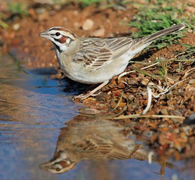 Lark Sparrow