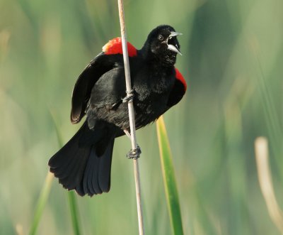 Red-winged Blackbird, singing male