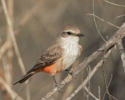 Vermilion Flycatcher, female