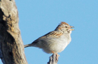 Rufous-winged Sparrow, singing male