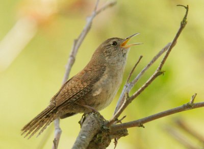 House Wren, singing