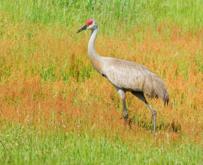 Sandhill Crane