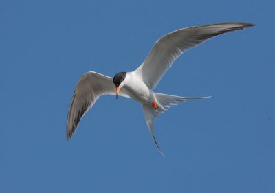 Forsters Tern, hovering