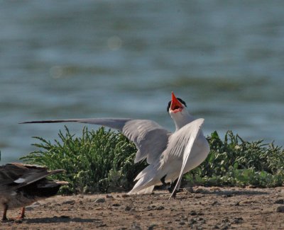 Caspian Tern, at nest