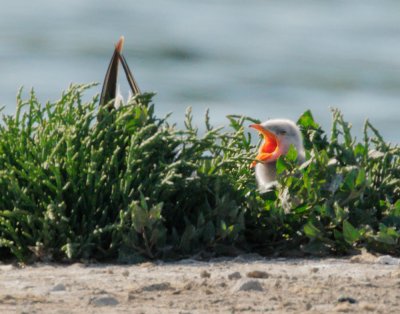 Caspian Tern, downy chick