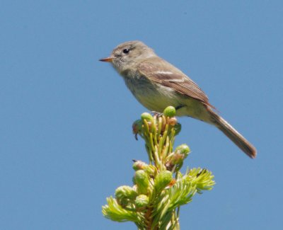 Hammond's Flycatcher (?), singing male