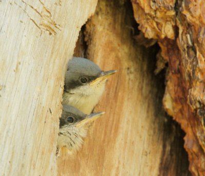Pygmy Nuthatches, nestlings