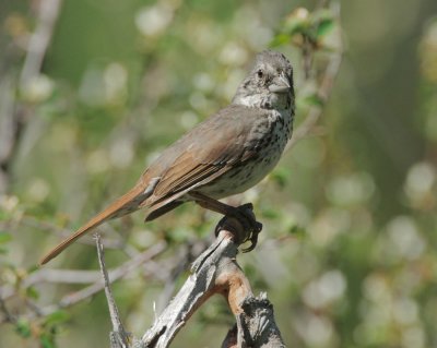 Fox Sparrow, Thick-billed, singing male