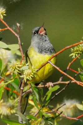 MacGillivray's Warbler, singing male