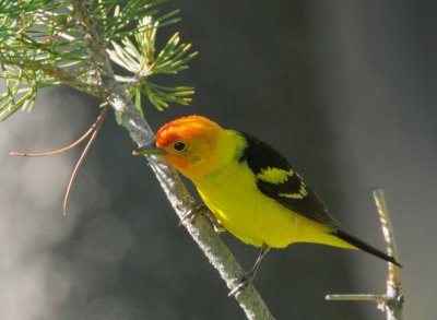 Western Tanager, male