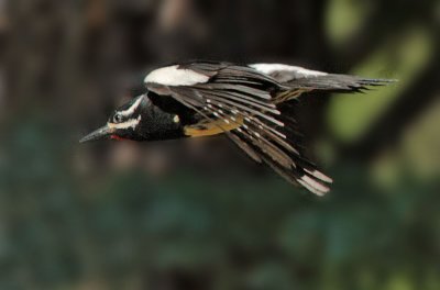 Williamson's Sapsucker, male flying