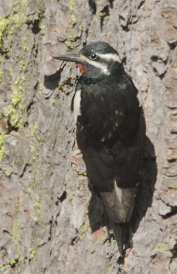 Williamson's Sapsucker, male