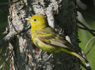 Western Tanager, female